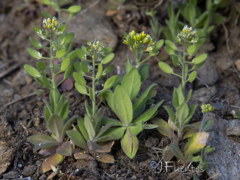 Draba lutescens.16