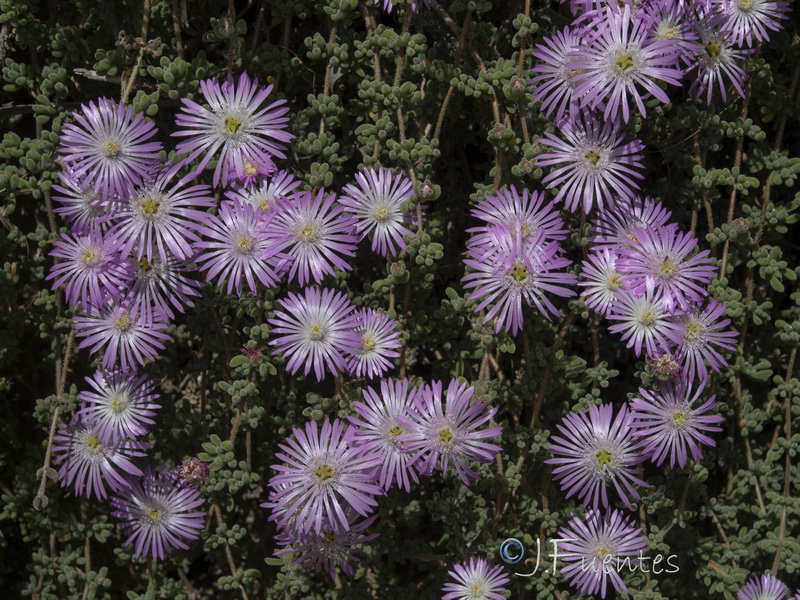 Drosanthemum floribundum.09