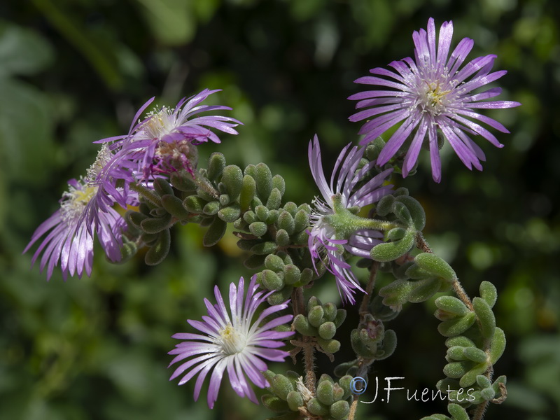 Drosanthemum floribundum.10