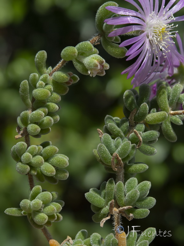 Drosanthemum floribundum.11