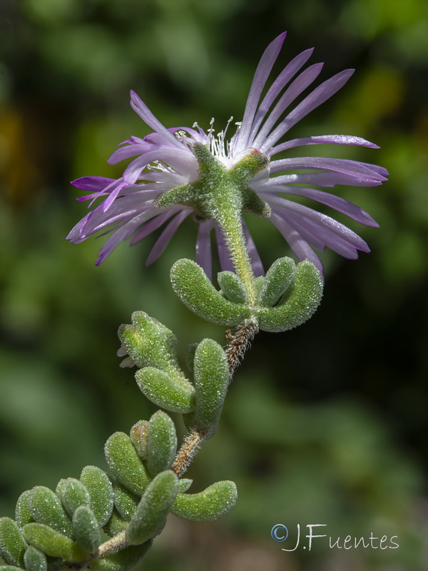 Drosanthemum floribundum.12