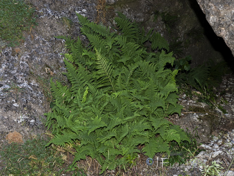 Dryopteris mindshelkensis.01