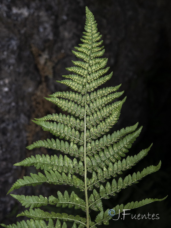 Dryopteris mindshelkensis.04