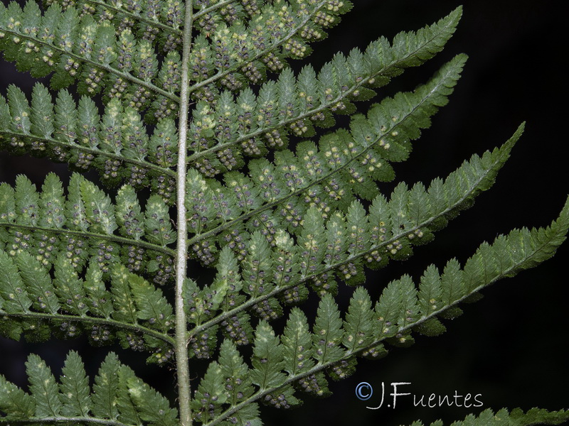 Dryopteris mindshelkensis.05