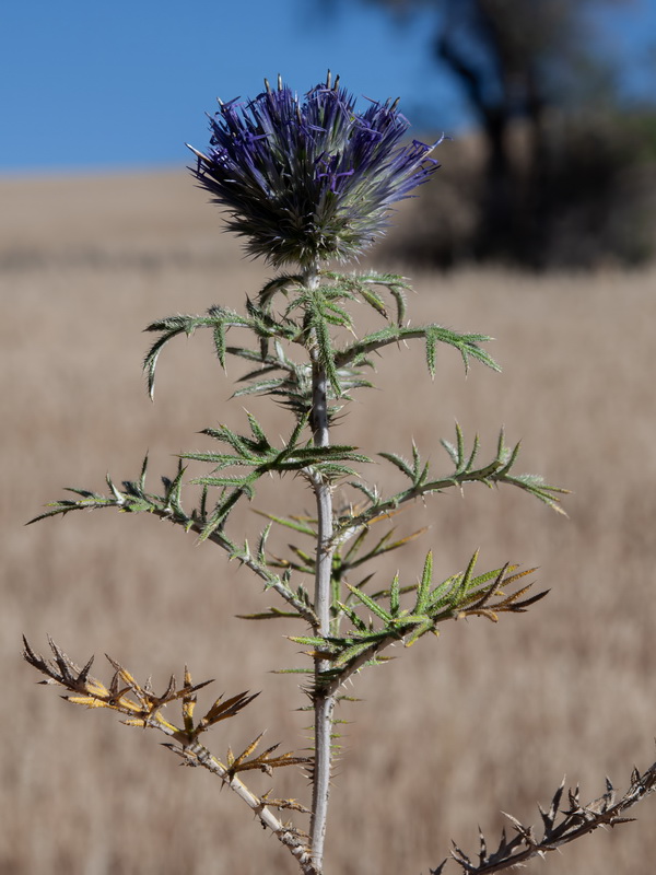 Echinops strigosus.19