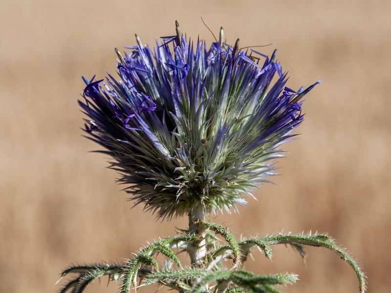 Echinops strigosus.22