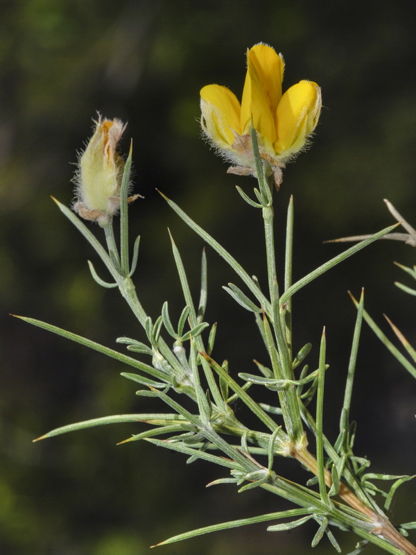 Echinospartum boissieri.12