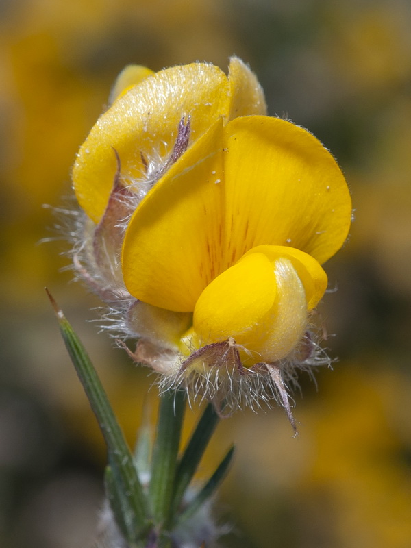 Echinospartum boissieri.36