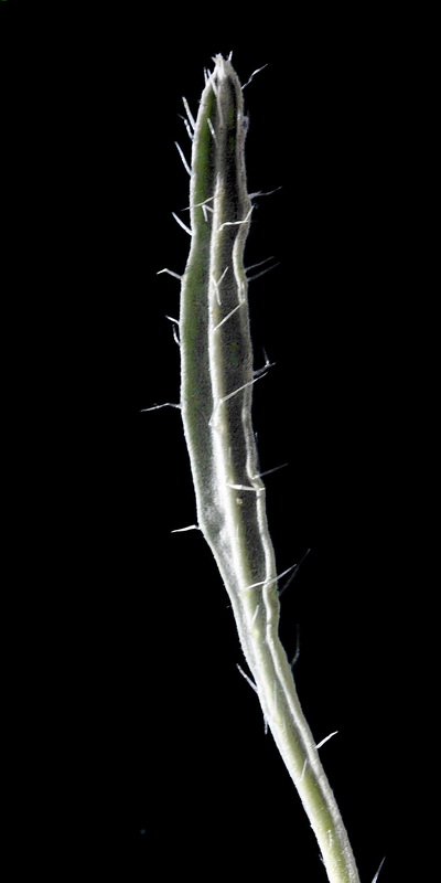 Echium albicans albicans.11