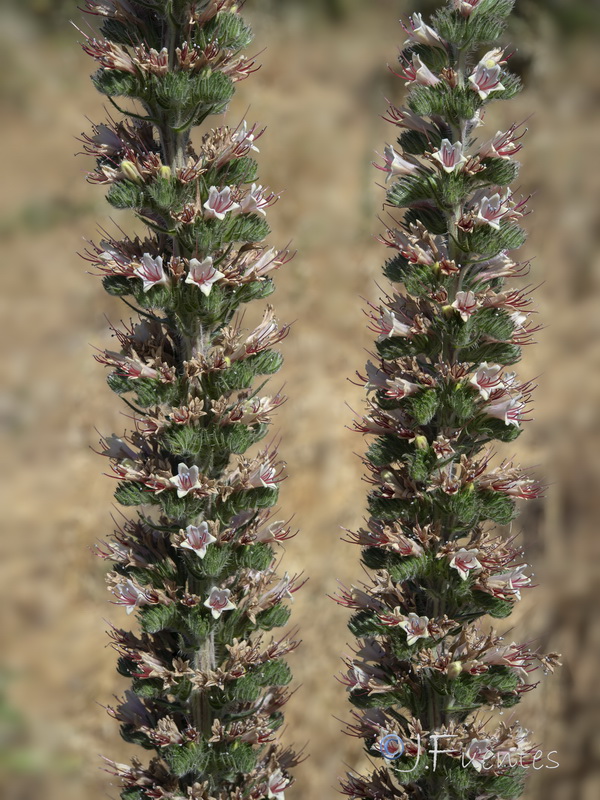 Echium boissieri.28