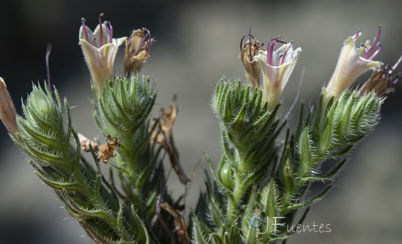 Echium boissieri.29