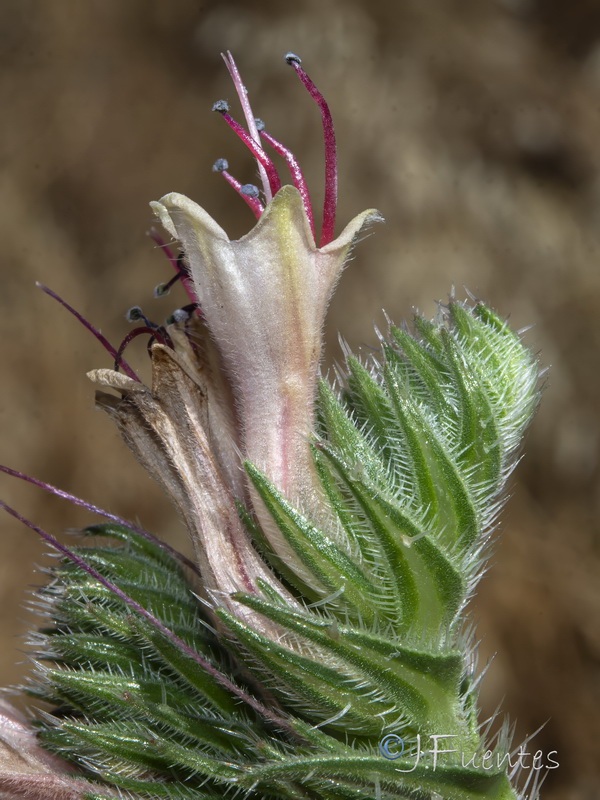 Echium boissieri.30