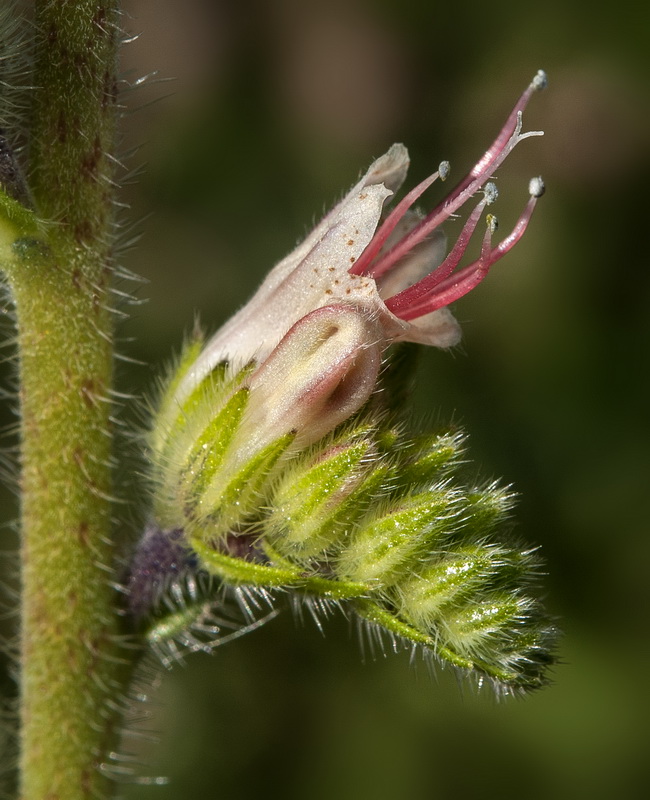 Echium flavum saetabense.22