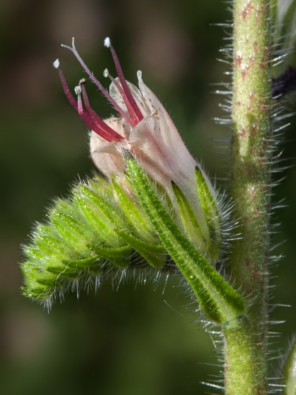 Echium flavum saetabense.23