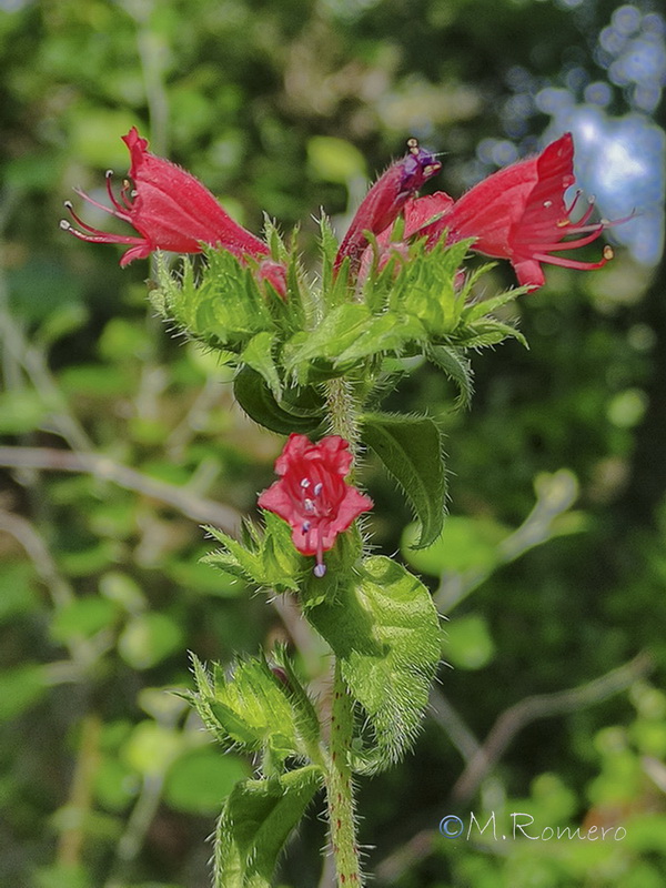 Echium rosulatum rosulatum.002