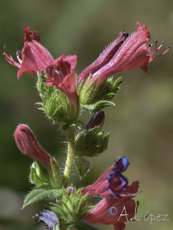 Echium rosulatum rosulatum.09