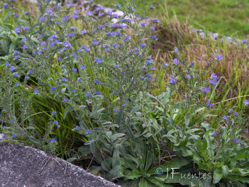 Echium rosulatum rosulatum.14