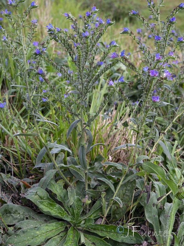 Echium rosulatum rosulatum.15