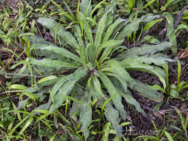 Echium rosulatum rosulatum.16