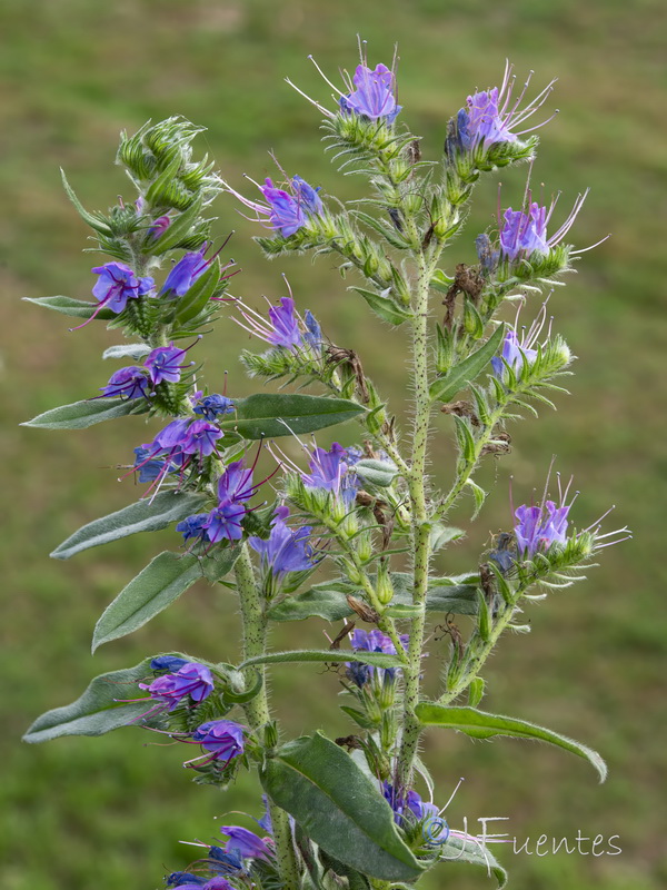 Echium rosulatum rosulatum.05