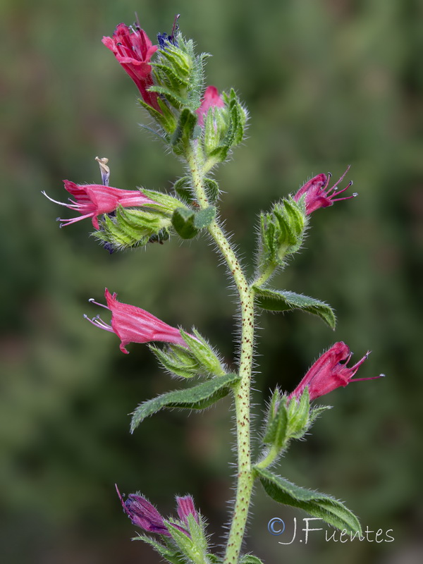 Echium rosulatum rosulatum.06