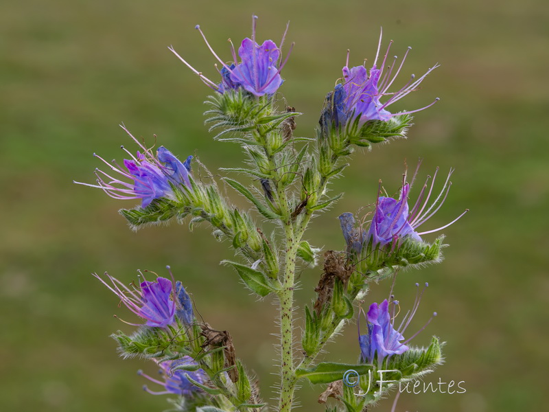 Echium rosulatum rosulatum.19