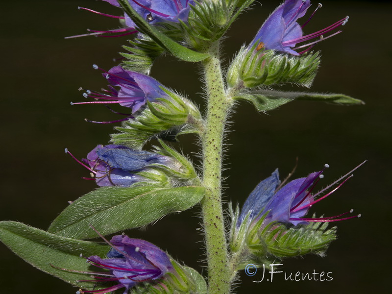 Echium rosulatum rosulatum.003