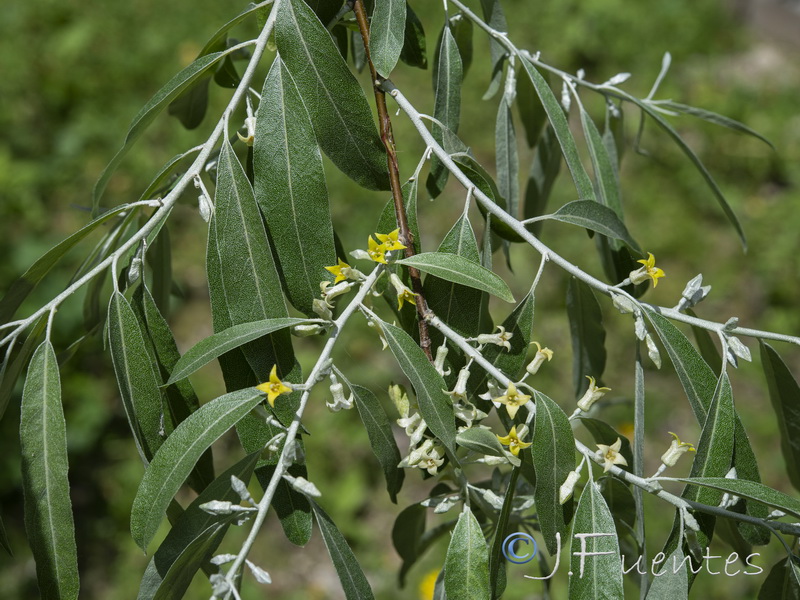 Elaeagnus angustifolia.16