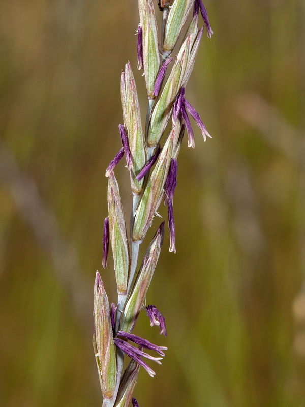 Elymus repens repenss.22