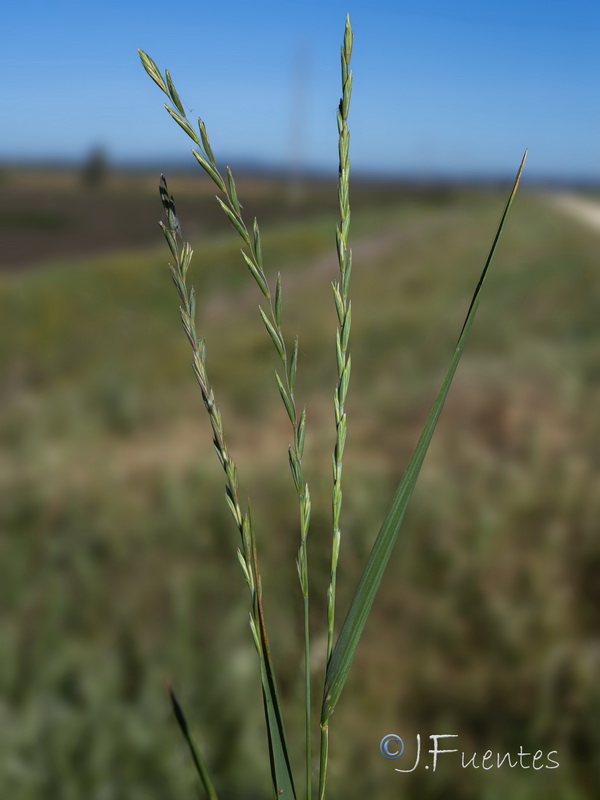 Elymus repens repenss.27