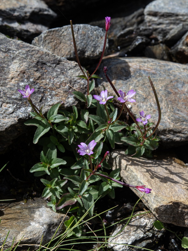 Epilobium alsinifolium.06