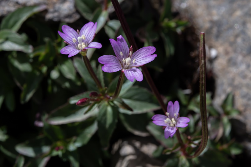 Epilobium alsinifolium.05