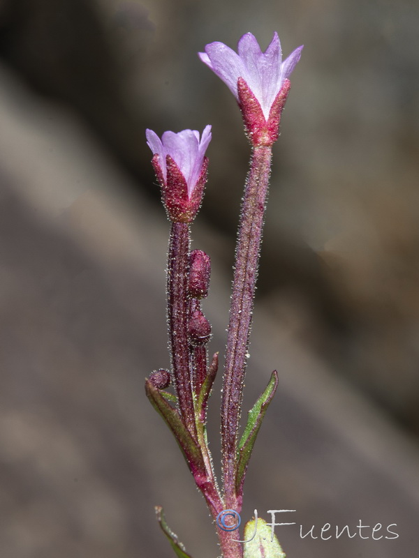 Epilobium palustre.23