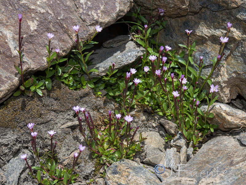 Epilobium palustre.20