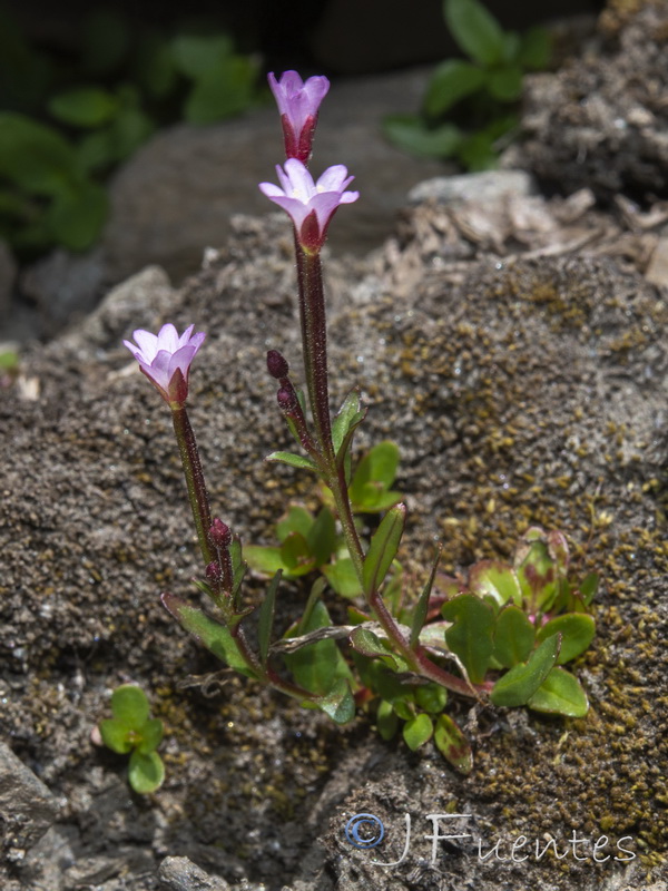 Epilobium palustre.21