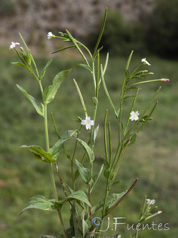 Epilobium palustre.20