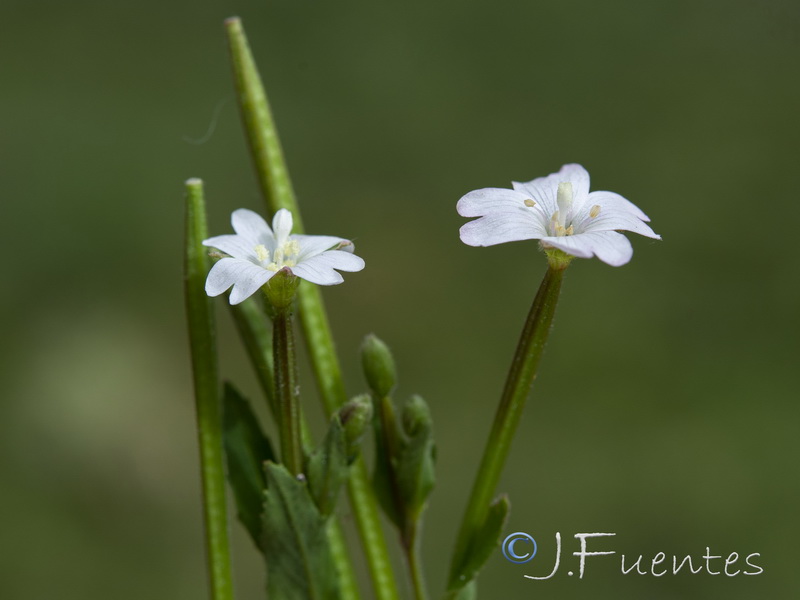 Epilobium palustre.01