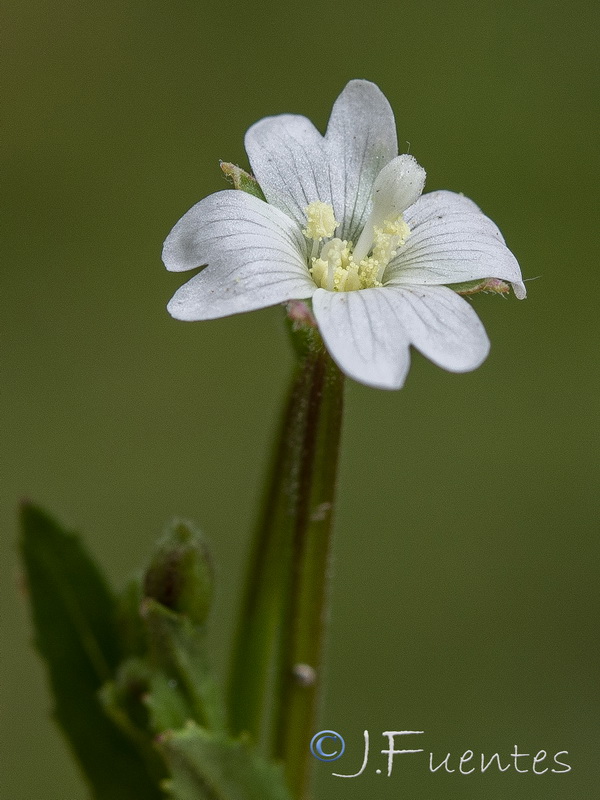 Epilobium palustre.21