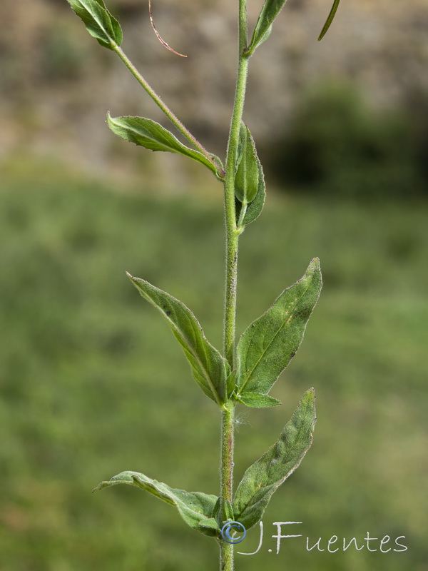 Epilobium palustre.24