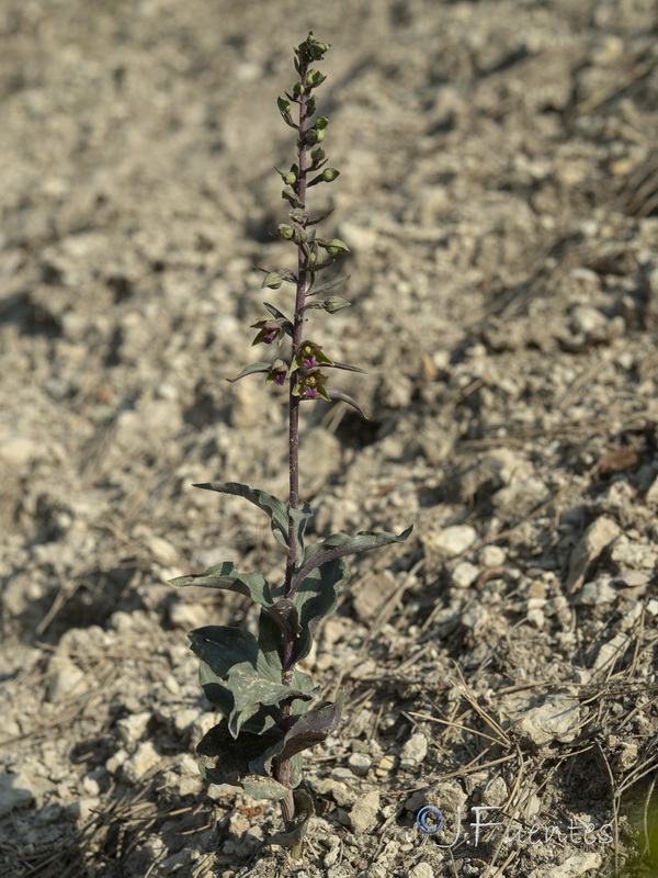 Epipactis cardina.11