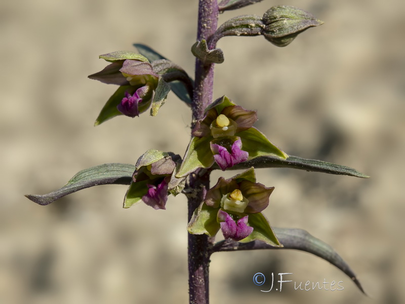 Epipactis cardina.12