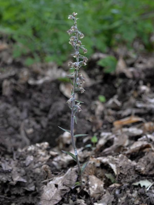 Epipactis microphylla.22