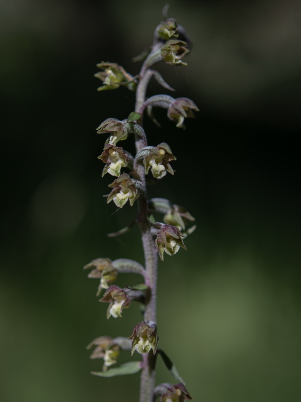 Epipactis microphylla.23