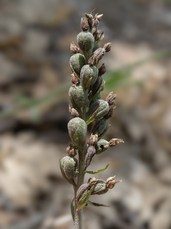 Epipactis microphylla.27