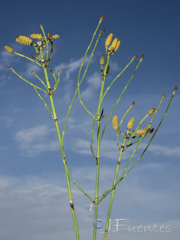 Equisetum ramosissimum.11