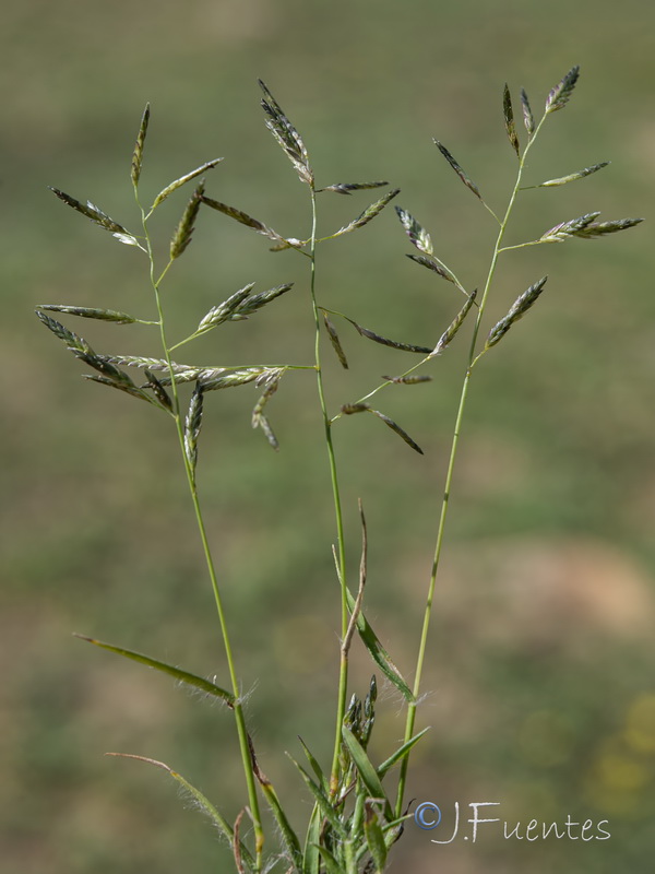 Eragrostis minor.09