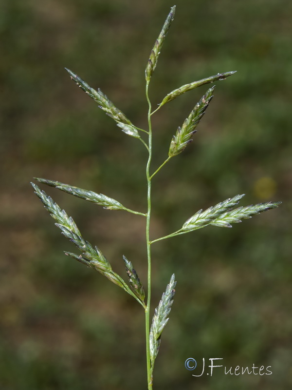 Eragrostis minor.10