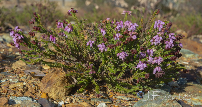 Erica andevalensis.02