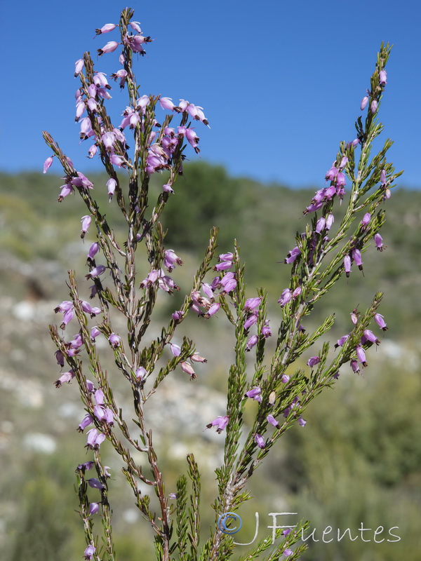 Erica erigena.19