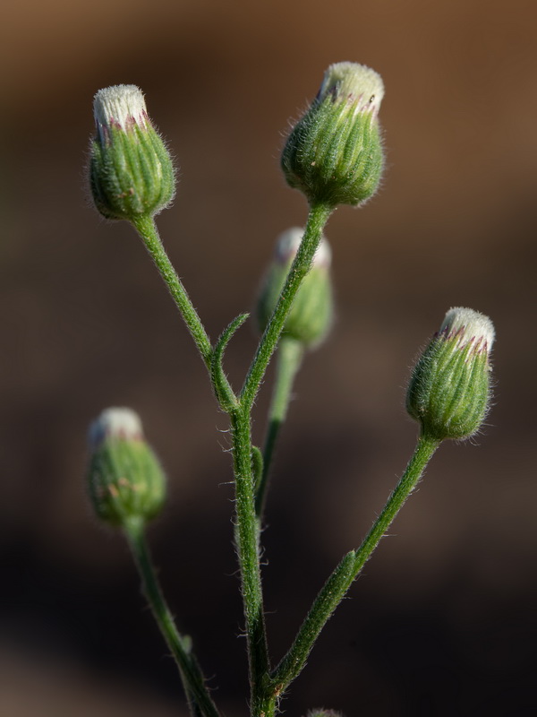 Erigeron bonariensis.05